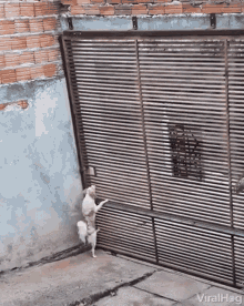 Dog Escaping Dog GIF - Dog Escaping Dog Wonder Pet GIFs