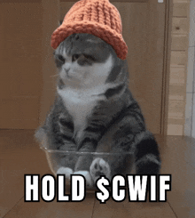 Cwif Catwifhat GIF - Cwif Catwifhat Cwif Hold GIFs