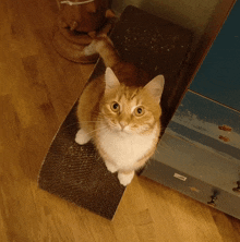 Cat Anderson GIF - Cat Anderson GIFs