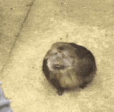 a monkey sitting on a sidewalk looking up at the camera