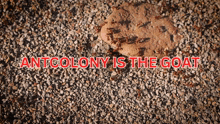 ant colony is the goat written in red letters