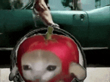 Acat Apple Cat GIF - Acat Apple Cat Applecat GIFs