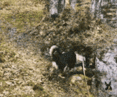 a dog on a leash is standing in a muddy area