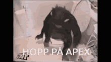 Monkey Apex GIF - Monkey Apex Hop On Apex GIFs