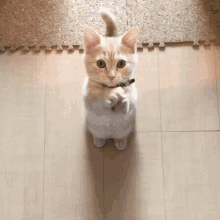 Kitty Cute GIF - Kitty Cute Hug GIFs