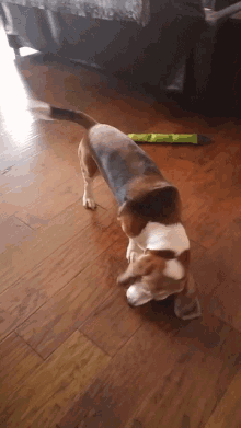 Basset Hound Dogs Of Instagram GIF - Basset Hound Dogs Of Instagram Ready For The Weekend GIFs