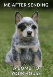 a puppy is sitting in the grass with the words me after sending a bomb to your house