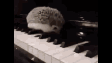 Hedgehog Piano GIF