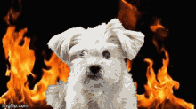 Dog Doggo GIF - Dog Doggo Fire GIFs
