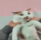 a person is holding a cat in their arms and the cat is looking at the camera