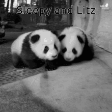 Panda Sleepy Head GIF - Panda Sleepy Head Love You GIFs