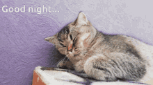 спокойнойночи спать GIF - спокойнойночи спать кот GIFs