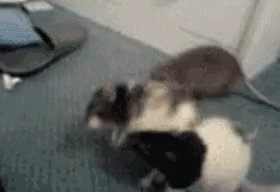 rats-fight.gif