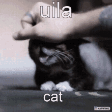 Uila Cat GIF - Uila Cat Oni GIFs