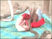 4 Cobra Snakes Protecting An Infant GIF - Baby Sleeping Cobra GIFs