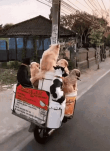 Dogs Scooter Ride GIF - Dogs Scooter Ride Puppies GIFs