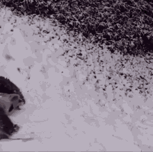 Panda Sliding GIF - Panda Sliding Downhill GIFs