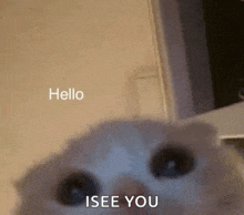 a close up of a cat 's face with the words `` hello isee you '' written on the bottom .