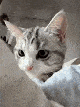 a close up of a cat laying on top of a bed looking at the camera .
