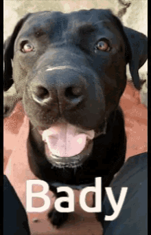 Bady Labrador GIF - Bady Labrador Perro GIFs