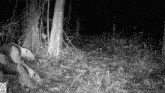 a black and white photo of a giant anteater in a forest