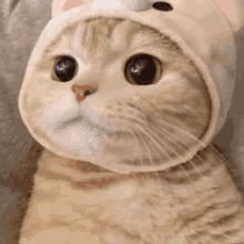 Catesh Pet Support GIF