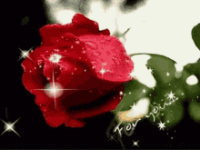 Rose Flower GIF - Rose Flower For You GIFs