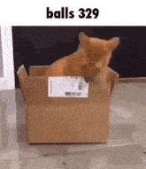 a cat is sitting in a cardboard box that says balls 329 on it