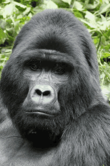 Monke Gorilla GIF - Monke Gorilla Ape GIFs