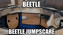 beetle cat kitty jumpscare beetle jumpscare