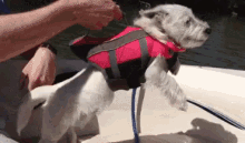 dog swimming life vest lift eager