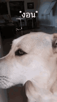 หมางอน ไม่พอใจ GIF - Sulking Dog Dog Sulks GIFs