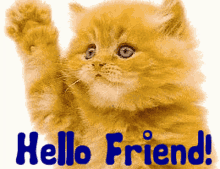 waving hello friend kitty cat hi