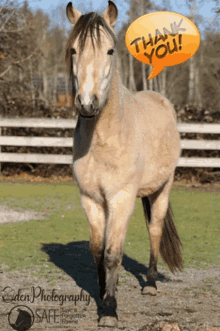 Save A Forgotten Equine Safe GIF