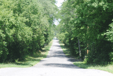 a road with trees on both sides and a yellow sign on the right