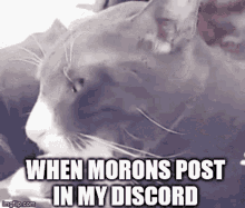 Cat What The GIF - Cat What The Morons Posting GIFs