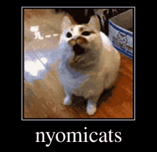 Nyomi Cats GIF