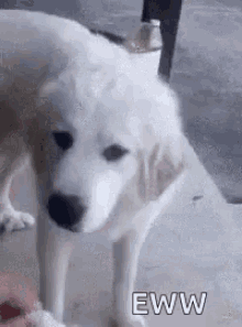 Asco Perro GIF - Asco Perro Dog GIFs
