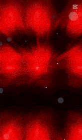 a red background with a butterfly and the word dasin on it