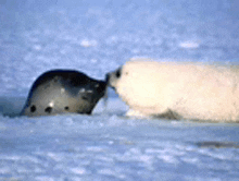 a couple of seals standing next to each other on the ice .