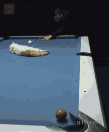 What Just Happened Pool GIF - What Just Happened Pool Cat GIFs