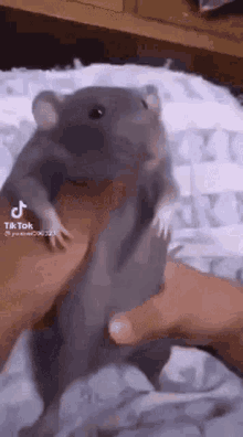 Rat Dancing GIF