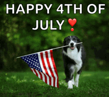 a black and white dog holding an american flag with the words happy 4th of july written above it