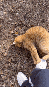 Orange Cat Orange Cat Foot GIF - Orange Cat Orange Cat Foot Cat Foot GIFs