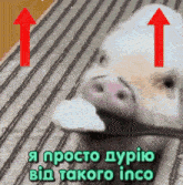 a picture of a pig with two arrows pointing up and the words " я просто дурію від такого inco " below it