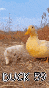 a picture of a duck and a puppy with the words duck 59 on it