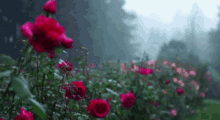Rain Roses GIF - Rain Roses Flowers GIFs
