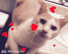 Aww Kitty GIF - Aww Kitty Lovethisboi GIFs