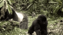 Walk Away Mountain Gorillas Survival Dian Fosseys Legacy Lives On GIF - Walk Away Mountain Gorillas Survival Dian Fosseys Legacy Lives On Short Film Showcase GIFs