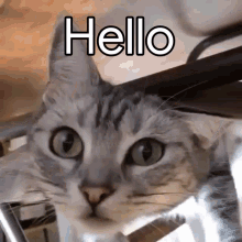 Cat Spinning GIF - Cat Spinning Hello GIFs
